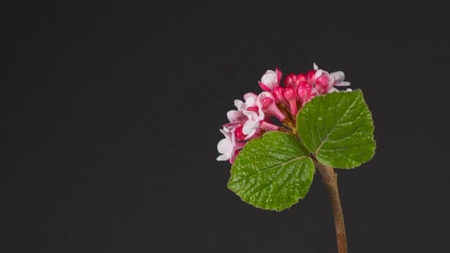 滚雪球, 毛茸茸的雪球, 灌木, 衬套, 开花, 春天