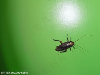 动物世界-地面上的蟑螂