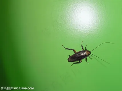 动物世界-地面上的蟑螂 动物世界-地面上的蟑螂