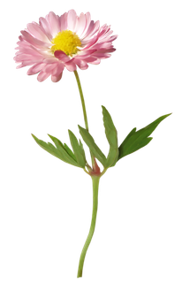 一束花 植物 素材 png 免扣