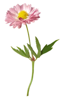 一束花 植物 素材 png 免扣 一束花 植物 素材 png 免扣
