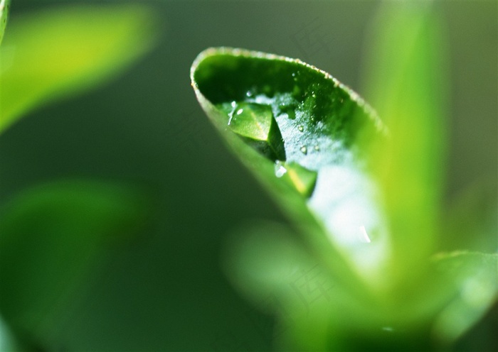 绿色叶子滴水美图素材