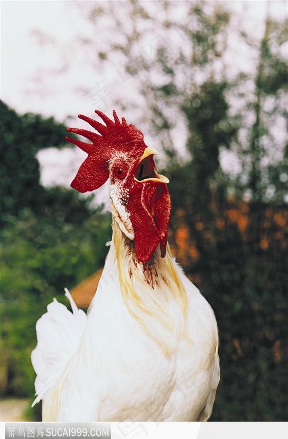 啼叫的白公鸡