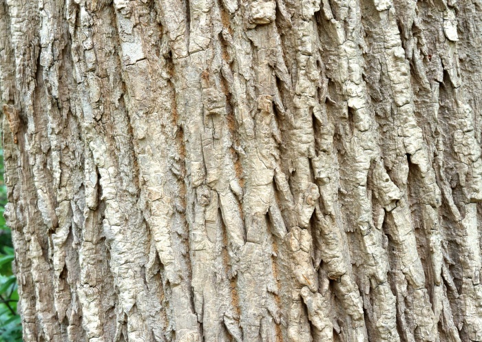 树干特写图片