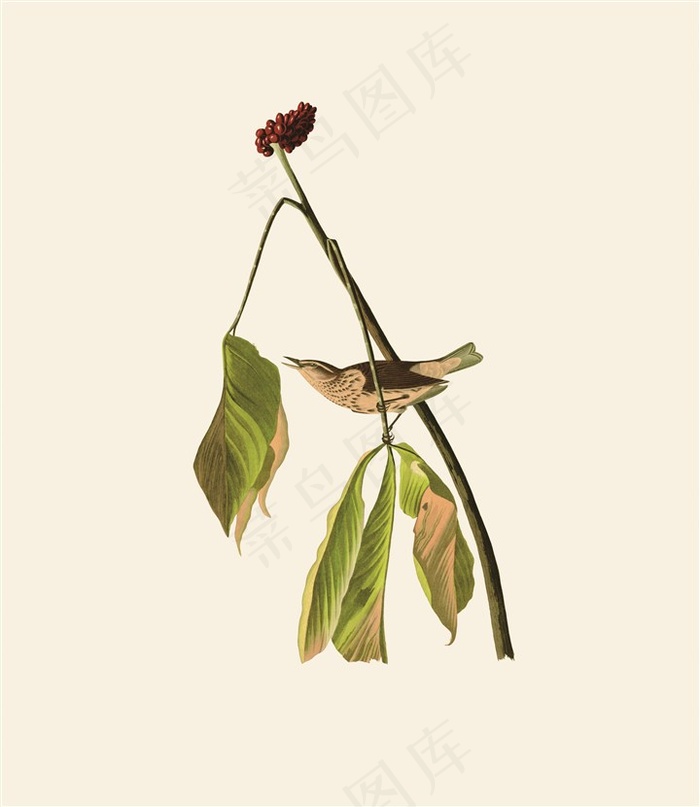 黄鹂花草植物素材