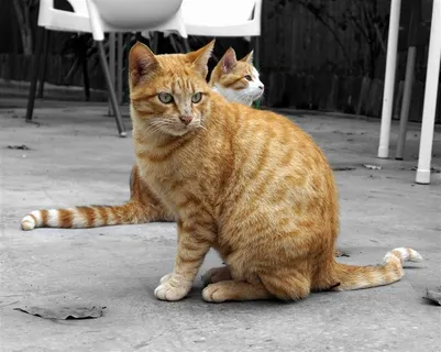 抬起一条腿的猫咪