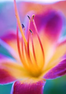高清唯美鲜花图片 高清唯美鲜花图片