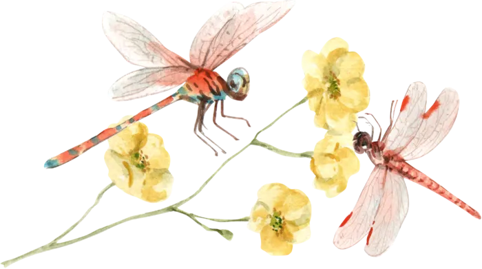 插画春鸟免抠素材