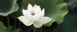 夏天白荷花荷花池，处暑小暑大暑夏至立夏摄影图