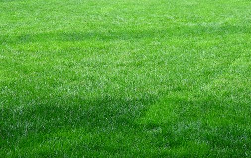 草坪草地绿色草坪