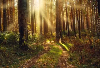 透过阳光的树林风景高清图