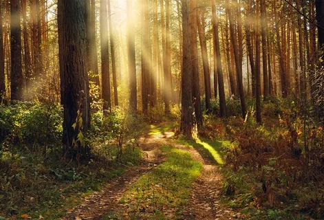 透过阳光的树林风景高清图 透过阳光的树林风景高清图