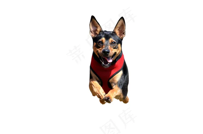 免扣小狗！psd模版下载