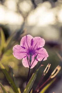 兰花花朵唯美图片 兰花花朵唯美图片