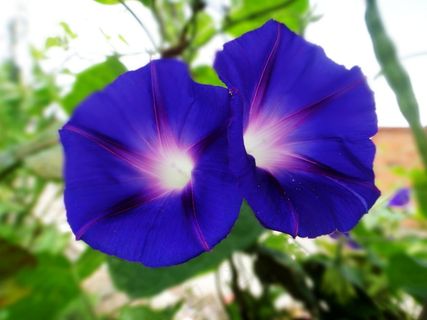 蓝色牵牛花图片 蓝色牵牛花图片