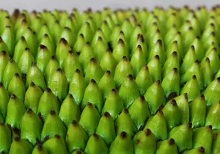 菠萝蜜皮肤纹理图片