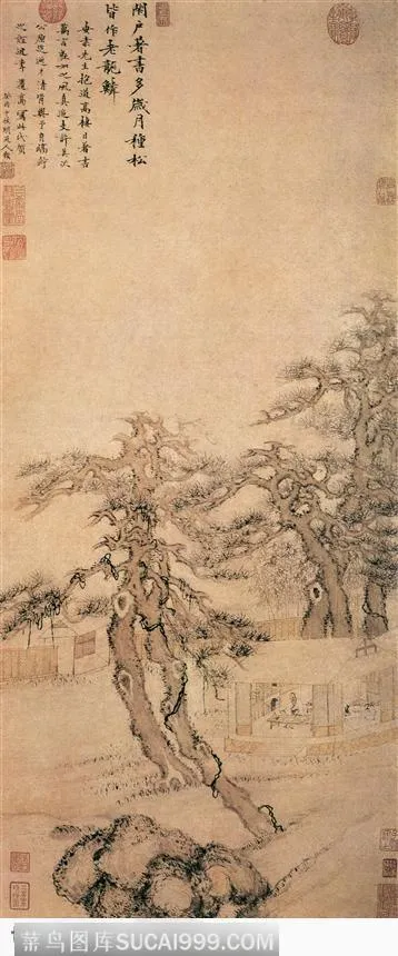 岁月松树图