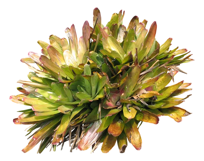 高清树木素材 免抠PSD植物素材 美术绘画园林贴图 树草灌木花草