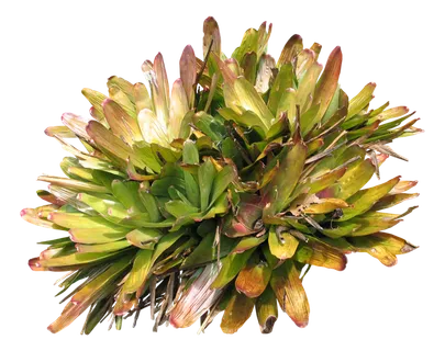 高清树木素材 免抠PSD植物素材 美术绘画园林贴图 树草灌木花草