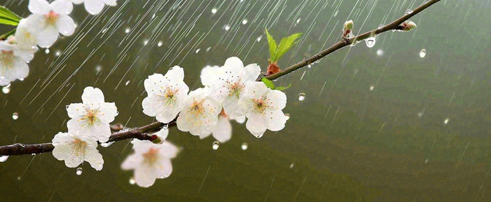春天下雨花朵谷雨，惊蛰，雨水摄影图(1712x704)