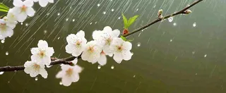 春天下雨花朵谷雨，惊蛰，雨水摄影图