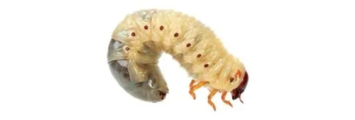 蛆 PNG免抠(657x222)