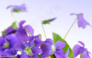 紫色鲜花  