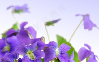 紫色鲜花  