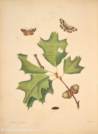 蝴蝶植物绿叶复古图谱