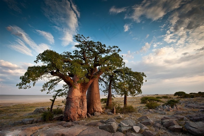 唯美野生动物风景图片