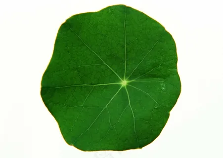 圆形树叶图片 圆形树叶图片
