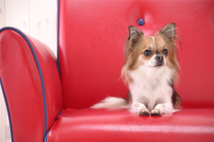 红色沙发上可爱蝴蝶犬狗狗图片