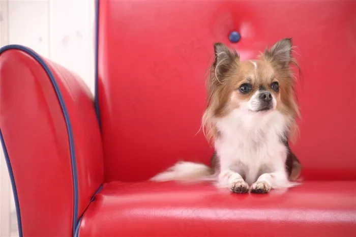 红色沙发上可爱蝴蝶犬狗狗图片