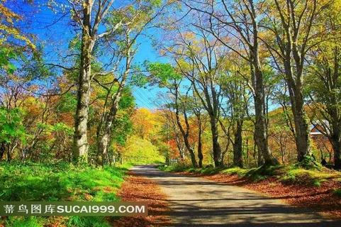 道路两旁的落叶和树木