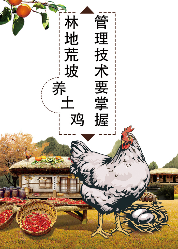 林地荒坡养土鸡管理技术海报psd模版下载