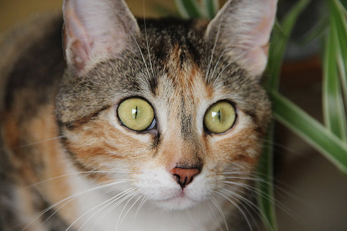 可爱猫咪 动物 素材 奶萌 (155)