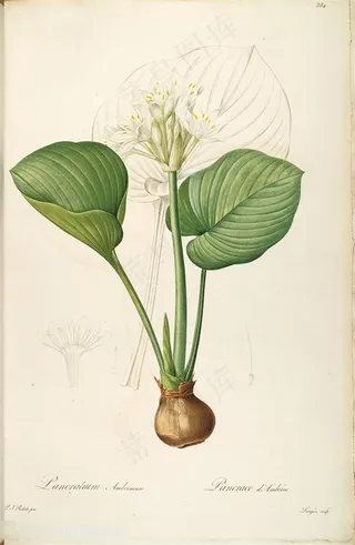 雷杜德原版高清花草兰花手绘图谱素材