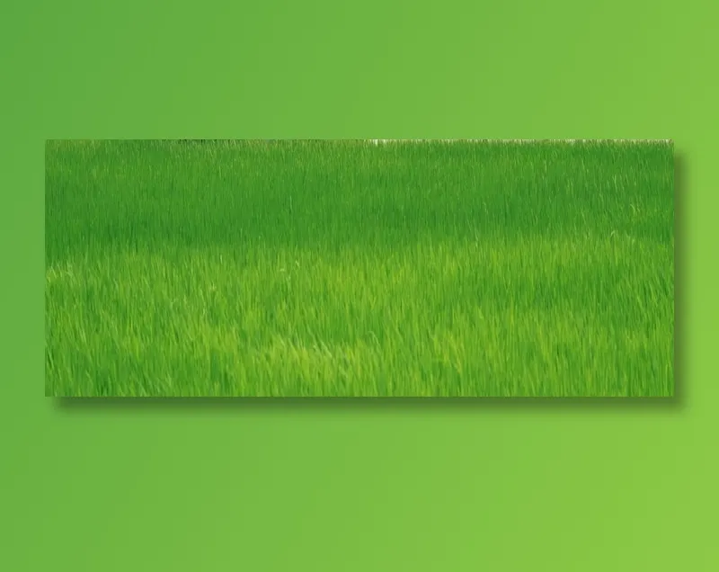 碧绿的草地背景图片