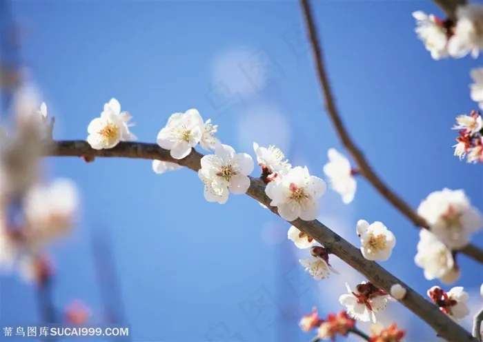 花卉物语-蓝天下漂亮的白色梅花
