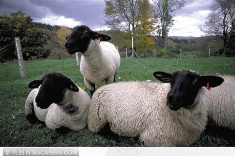 三只白身黑头羊