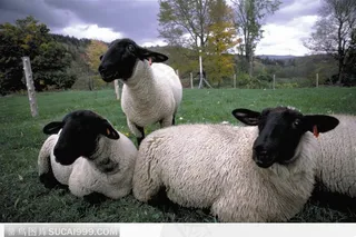 三只白身黑头羊