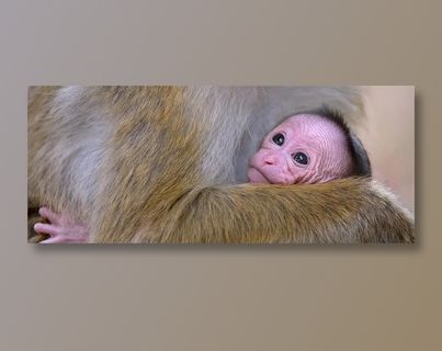 刚出生的孩子都很丑