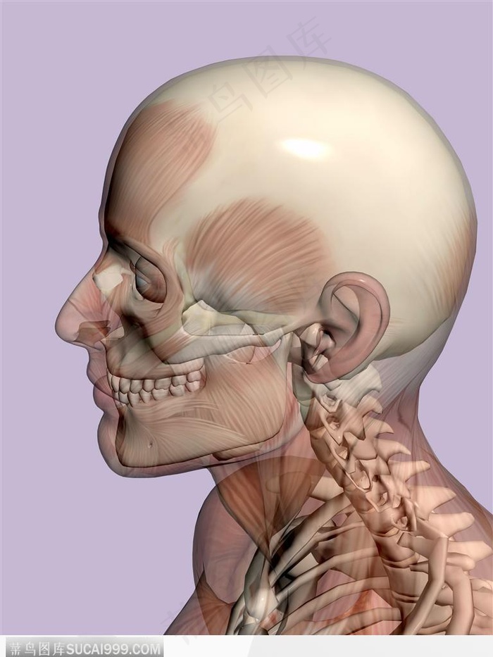 人体肌肉骨骼-男性头部侧面图