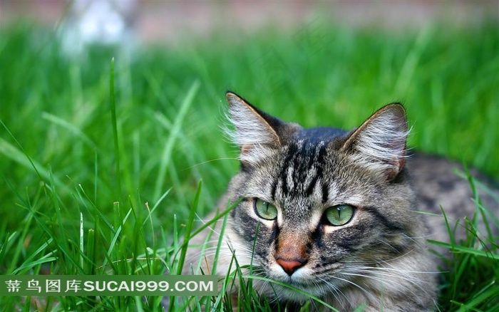 草丛中的猫咪高清图