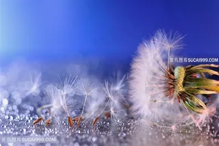 高清唯美蒲公英特写图片