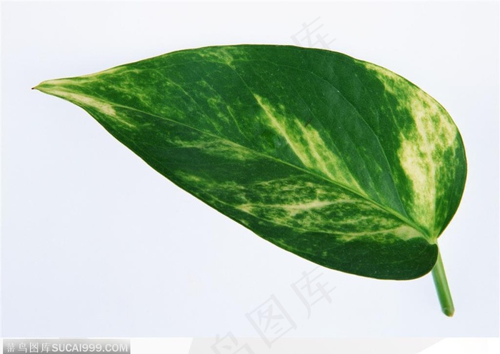 漂亮树叶-三角形树叶