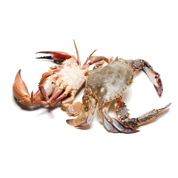 螃蟹(1)海鲜超市商品红酒白底图免抠实物摄影png格式图片透明底