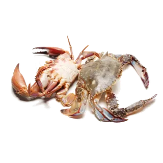 螃蟹(1)海鲜超市商品红酒白底图免抠实物摄影png格式图片透明底