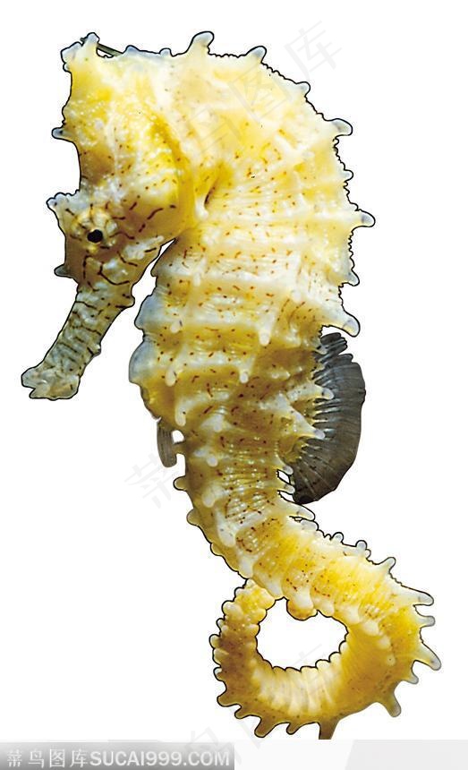 海马标本