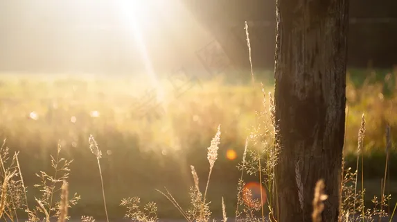 清新唯美阳光图片